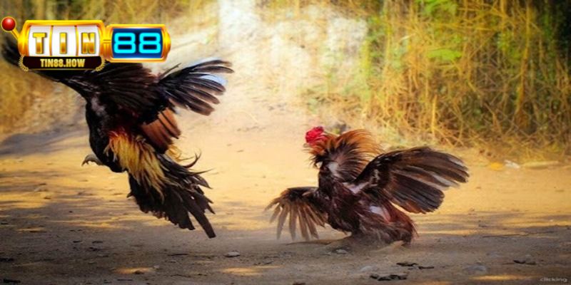 Đa dạng hình thức kịch tính cho mọi người tha hồ lựa chọn